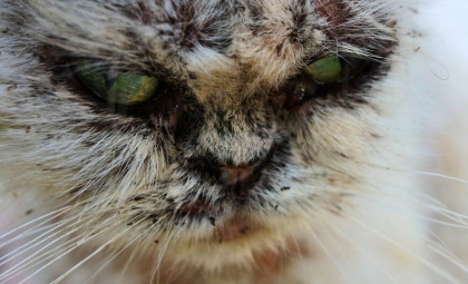 Rapid Spread of a Dangerous Fungus from Cats to Humans in Uruguay Raises Alarms