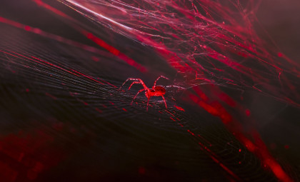 Genetically Engineered Spiders Now Produce Red Fluorescent Silk Using CRISPR