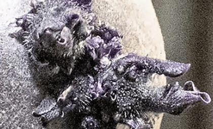 NASA Astronaut Captures Strange Tentacled Growth on Space Station