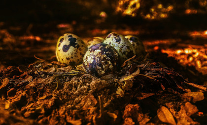 Portugal Cliffs Reveal Exceptionally Preserved Jurassic Crocodile Eggs