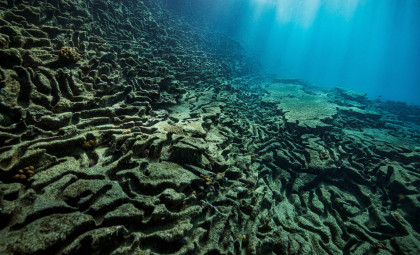 Active Undersea Volcano off Canada Hosts Vast Colony of Giant Skate Eggs