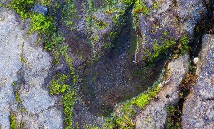 New AI Tool Deciphers Dinosaur Footprints from Simple Photos