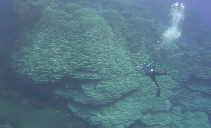 Enormous Coral Colony Over 100 Feet Wide Discovered, Possibly Predating Ancient Civilizations