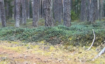 Decades After Disappearance, Brown Bears Reproduce Again in Lithuania