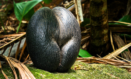 Unraveling How the Coco de Mer Palm Grows the Largest Seed on Earth