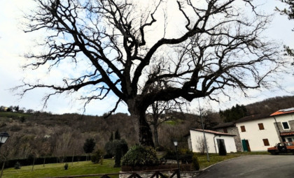 Three Generations Paid to Preserve an Oak Tree, Only to Find It Grew on Their Property