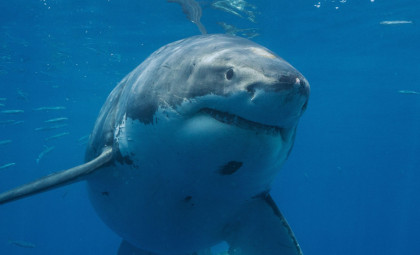 Juvenile Great White Shark Sighting in the Mediterranean Revives Century-Old Scientific Debate