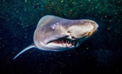 Killer Whales Outsmart Great White Sharks as Ocean’s Apex Hunter
