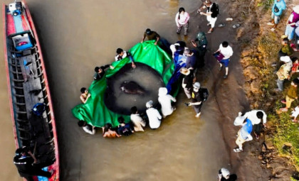 Meet the Massive Mekong River Stingray That Redefined Freshwater Giants