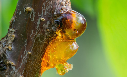 Ancient 35-Million-Year-Old Harvestman Found in Amber Challenges Previous European Distribution Assumptions