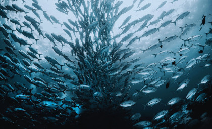 Researchers Capture Record-Breaking Marine Feeding Frenzy of Over 10 Million Fish in Hours