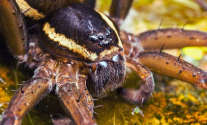 Ecuadorian Spider Masquerades as Fungus to Outsmart Predators and Prey