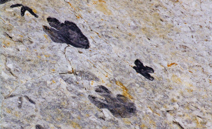 Newly Found Dinosaur Footprints Reveal Early Cretaceous Activity on South African Coast