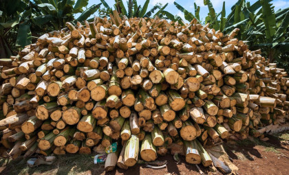 Transforming Banana Stems Into Sustainable Fabrics and Paper: New Factories in Operation