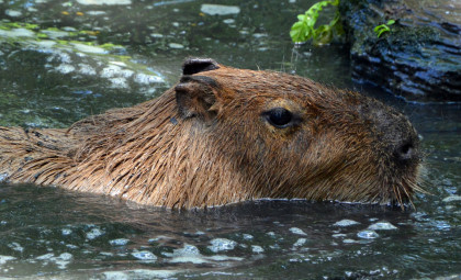 Discovery of a Massive 500-Kilogram Rodent That Lived in Prehistoric South America