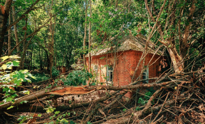 Unraveling How Hiroshima's Trees Survived the Atomic Bomb Blast