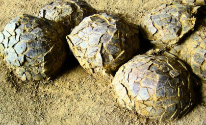 Unearthing Ancient Life: Hundreds of Dinosaur Eggs Discovered at a Major European Nesting Site