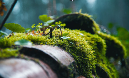 Resilient Moss Endures Nearly Nine Months on ISS Exterior, Offering Clues for Space Life Support