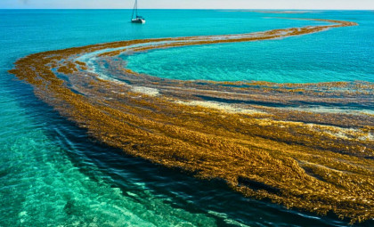 The Sargasso Sea: Earth's Unique Ocean Region Untouched by Land but Changing Rapidly