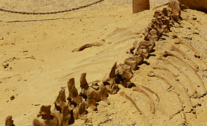 Discovery in the Sahara Reveals a Giant Dinosaur Unlike Any Known Before