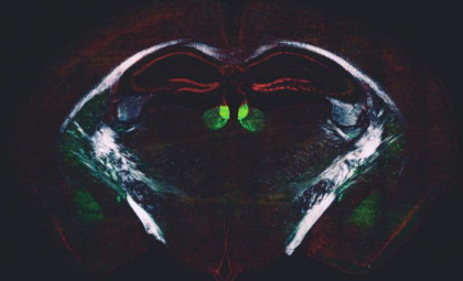 Newly Identified Brain Mechanism Regulates Daily Learning and Adaptability