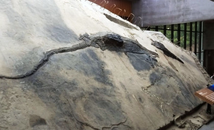 Ancient Marine Giant Reveals Hunting of Large Prey in 240-Million-Year-Old Fossil