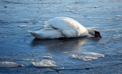 Should You Intervene When a Bird Appears Trapped in Ice?