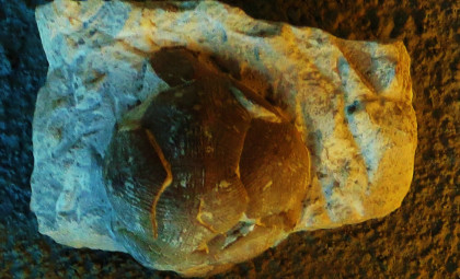 Ancient 80-Million-Year-Old Fossils Reveal Intriguing Spherical Structures Defying Expectations