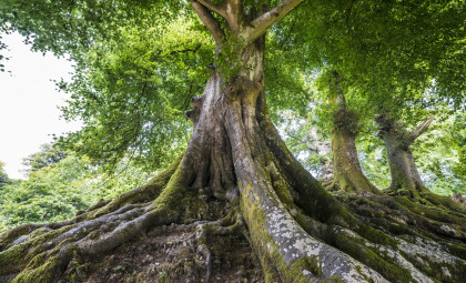 Moringa Tree Seeds Offer a Natural Solution to Microplastic Water Pollution