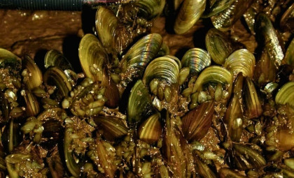 California Offers $200,000 Prize to Halt Spread of Destructive Invasive Mussels