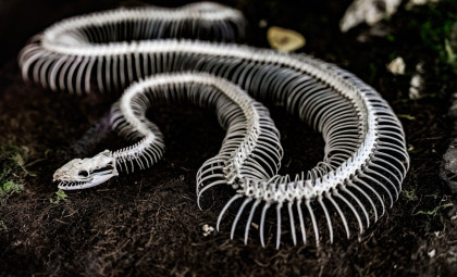 Rare Fossil Reveals Snakes Once Had Legs and Distinct Skull Features
