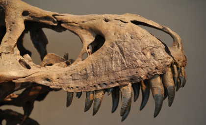 Researcher Proposes Dinosaurs Influenced the Pace of Human Aging