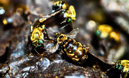 Historic Legal Recognition Grants Stingless Bees Rights to Thrive and Litigate