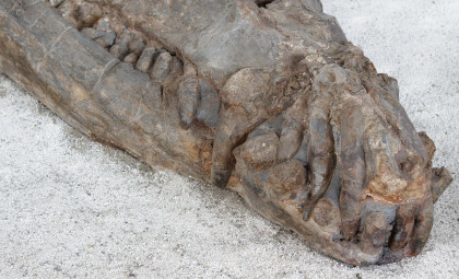 Well-Preserved 30-Foot Marine Crocodile Fossil Unearthed Beneath Tunisia's Sands