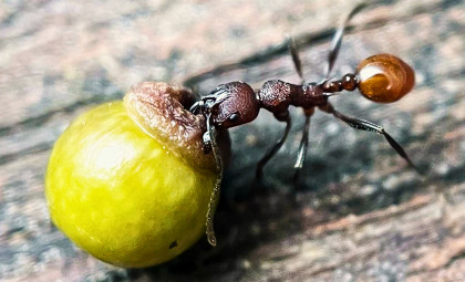 Young Boy's Backyard Discovery Reveals Century-Old Myth About Oak Gall and Ant Behavior