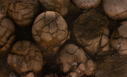 Nearly Complete 16-Centimeter Fossil Uncovered Near Dinosaur Nest Sheds Light on Ancient Reptiles