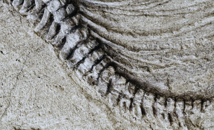 Giant Dinosaur Fossil So Heavy It Cracked Pavement During Transit Discovered in Patagonia