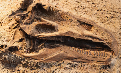 Rare and Nearly Complete Stegosaur Skull Discovered in Spain Sheds Light on Dinosaur Evolution