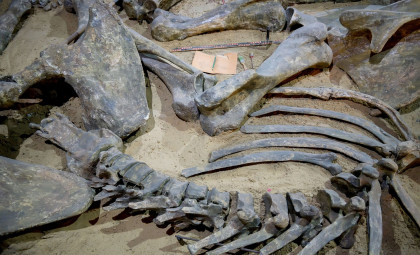 Student Research Reveals Tyrannosaurs Engaged in Scavenging and Cannibalism