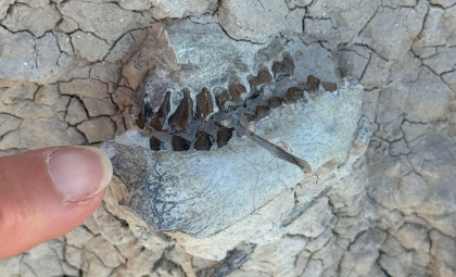 Tiny Fossil Teeth Found by Hiker in South Dakota Reveal 16-Million-Year-Old Creature