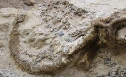 Newly Identified Dinosaur with Two Clawed Fingers Found in Mongolia's Gobi Desert