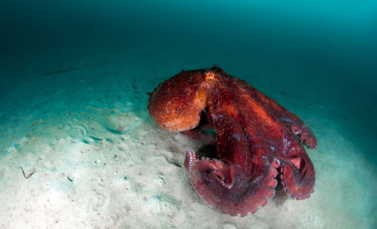 Giant Squid DNA Discovered in Remote Western Australian Deep-Sea Canyons Without a Submersible