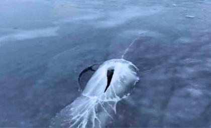 Drone Footage Reveals Bowhead Whale Breaking Through Thick Arctic Ice in Greenland