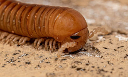 Ancient Fossils Reveal Aquatic Ancestors of Land-Walking Myriapods in Wisconsin