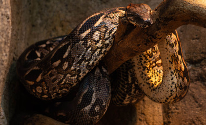 Enormous 15-Meter Snake Fossil Found in India Challenges Titanoboa’s Supremacy
