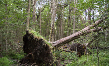 Ancient 1,500-Year-Old Gold Sword Sheath Found Beneath Tree Roots in Norway