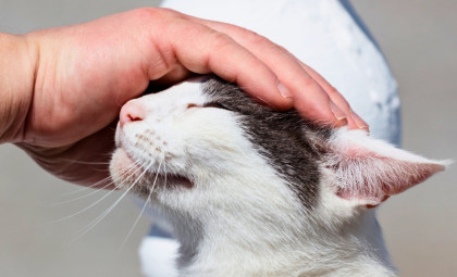 What Constantly Petting Cats Reveals About Your Emotional Nature