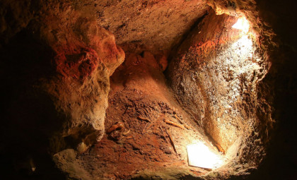 Scientists Identify a New Koala Species Hidden in Western Australian Caves for 28,000 Years