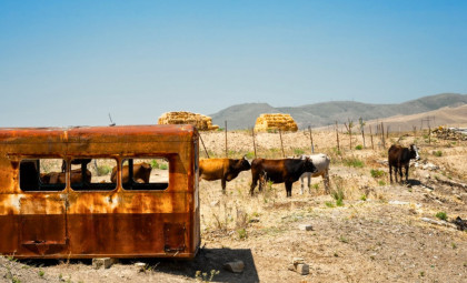 Scientists Decode DNA of Island Cattle Herd Abandoned in 1871, Revealing Surprising Survival Traits