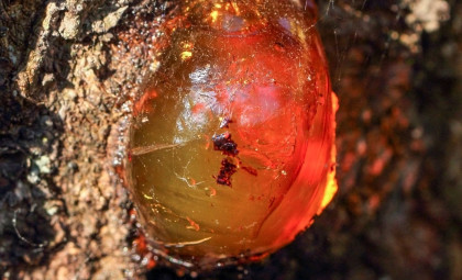 Ancient Mosquito in Lebanese Amber Sheds Light on Early Blood-Feeding Behavior